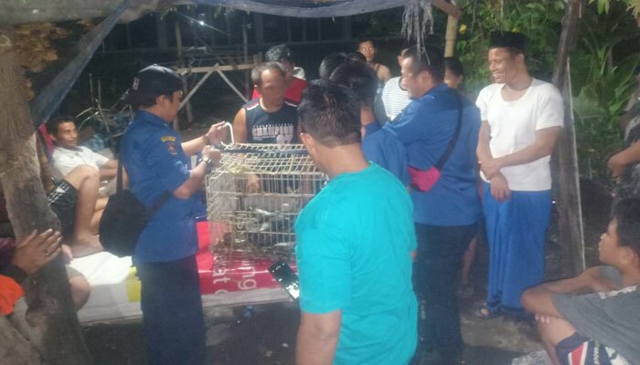 Ular sanca yang ditangkap dimasukkan ke kerangkeng