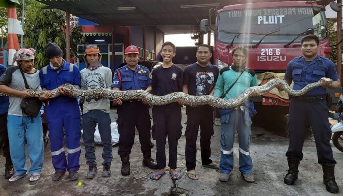 Ular sanca 5 meter berhasil ditangkap petugas Sudin Gulkarmat Jakut. (deny)