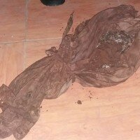 kain diduga kafan berisi tulang berulang di daerah Pengasinan, Sawangan