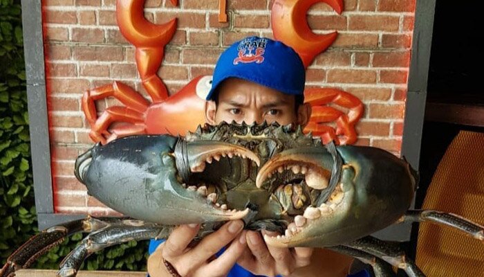 Kepiting raksasa yang diambil dari Raja Ampat, Papua dan Kendari, Sulawesi Utara, yang kondisi airnya masih bersih, jernis dan terbebas dari polusi. (ist)