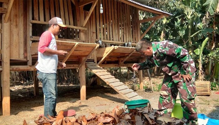 BHabinsa Koramil 421-07 Sidomulyo, Lampung Selatan, Sertu Zulkarnaen ciptakan inovasi pakan ternak.(koesma)