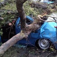 Kondisi mobil taksi yang tertimpa pohon asem di pinggir Jl. Raya Bogor tengah dievakuasi menggunakan alat berat. (anton)
