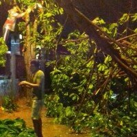pohon tumbang di Jalan Raya Nusantara