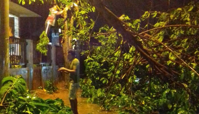 pohon tumbang di Jalan Raya Nusantara