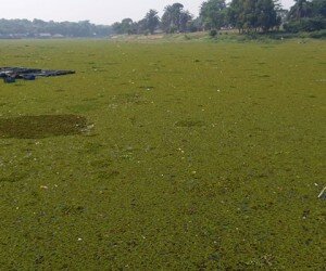 Kondisi eceng gondok atau gulma yang menutup areal Setu Bojongsari, Bojongsari. (anton)