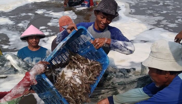 Para peternak tambak udang di Desa Batangsari, Kabupaten Subang, Jawa Barat. (ist)
