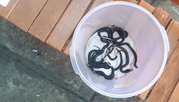 anak ular kobra yang diamankan petugas PKP Jakarta Timur. (Ifand)