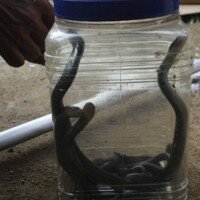 anak ular kobra muncul di purwakarta