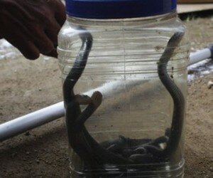 anak ular kobra muncul di purwakarta