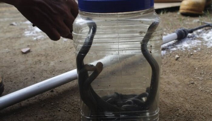 anak ular kobra muncul di purwakarta