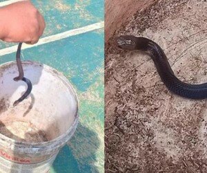 Salah satu anak ular jenis King Cobra yang berhasil dirangkap warga perumahan Royal Citayam Regensi, Bojonggede. (anton)