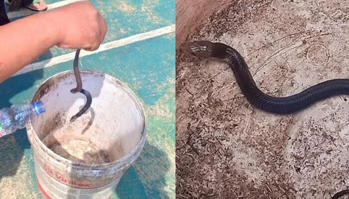 Salah satu anak ular jenis King Cobra yang berhasil dirangkap warga perumahan Royal Citayam Regensi, Bojonggede. (anton)