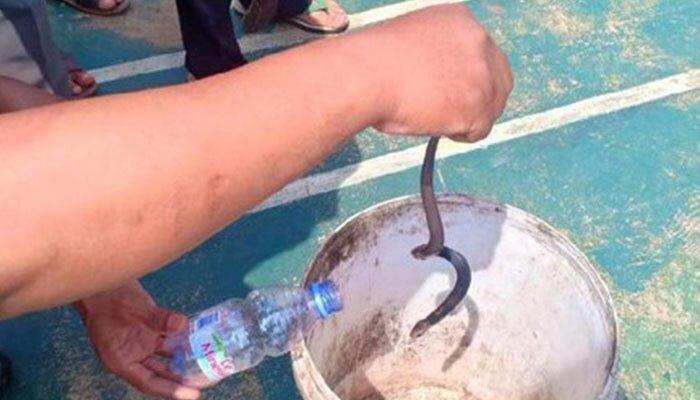Salah satu anak ular jenis King Cobra yang berhasil ditangkap warga perumahan Royal Citayam Regensi, Bojonggede. (anton)