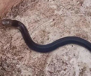 Salah satu anak ular jenis King Cobra yang berhasil dirangkap warga perumahan Royal Citayam Regensi, Bojonggede. (anton)