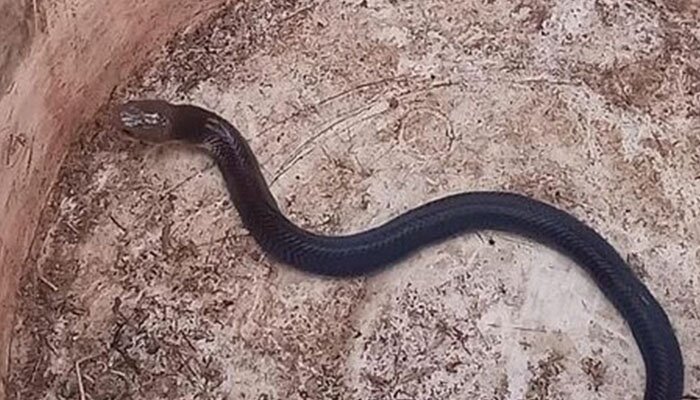 Salah satu anak ular jenis King Cobra yang berhasil dirangkap warga perumahan Royal Citayam Regensi, Bojonggede. (anton)