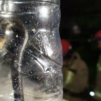 Anak ular kobra yang berhasil ditemukan petugas PKP Jaktim. (Ifand)