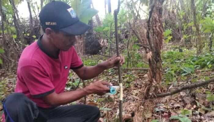 ABK Kelurahan Pulau Tidung melakukan budidaya pohon sukun. (deny)