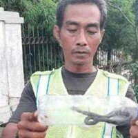 Salah satu petugas ketertiban Pasar Kemiri Muka yang berhasil menangkap satu anak ular cobra. (anton)