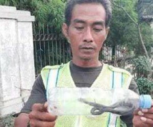 Salah satu petugas ketertiban Pasar Kemiri Muka yang berhasil menangkap satu anak ular cobra. (anton)