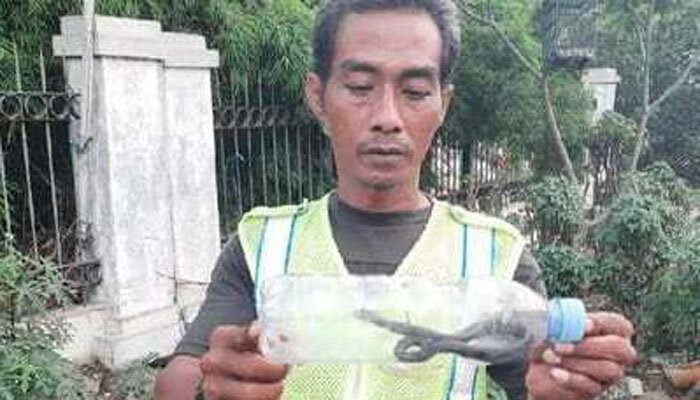 Salah satu petugas ketertiban Pasar Kemiri Muka yang berhasil menangkap satu anak ular cobra. (anton)