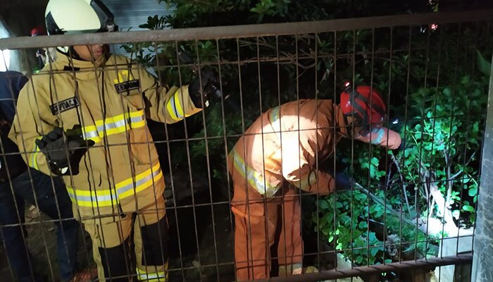 petugas PKP Jaktim Cari ular-(Ifand)