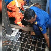 Petugas Sudis Gulkarmat Jakbar mengevakuasi 18 ular cobra dari rumah warga di Jln Langgar RT 04 RW 03 No 9 Kelurahan Joglo, Kecamatan Kembangan. (rachmi)