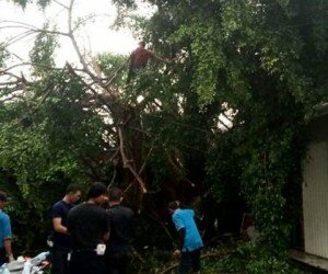 Sejumlah petugas PT KAI stasiun Serpong yang tengah memangkas pohon beringin yang tumbang. (anton)
