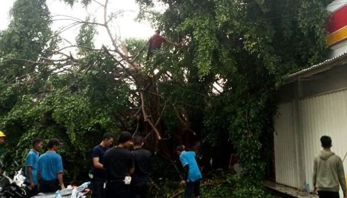 Sejumlah petugas PT KAI stasiun Serpong yang tengah memangkas pohon beringin yang tumbang. (anton)