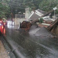 Dua pohon besar di Jalan Manunggal Juang, Cipete Selatan ambruk. (wandi)