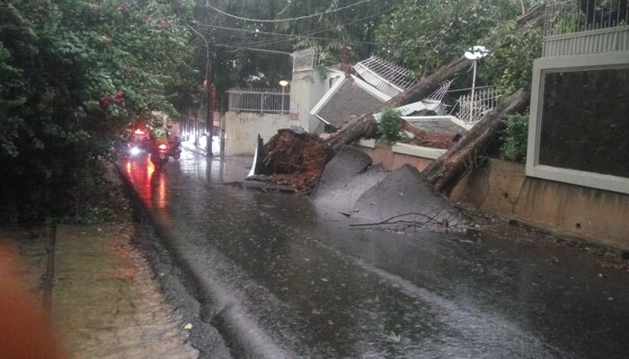 Dua pohon besar di Jalan Manunggal Juang, Cipete Selatan ambruk. (wandi)