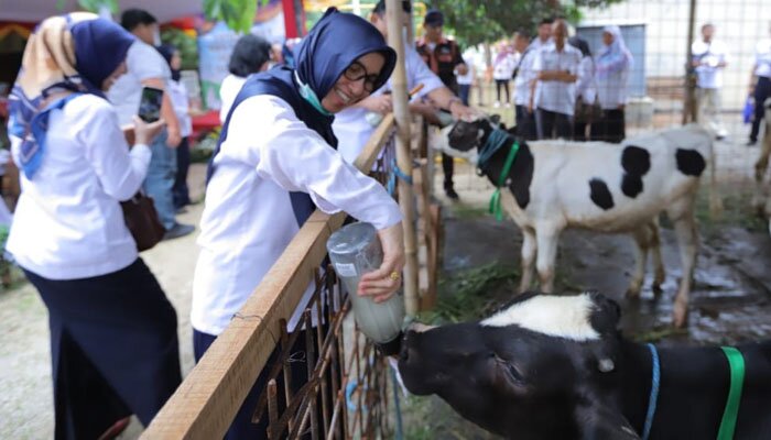 Peternakan sapi di Agrowisata Cibugary, Pondok Rangon, Cipayung. (Ifand)
