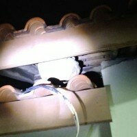 Salah satu sarang tawon jenis vespa yang berada diatas atap rumah. (anton)