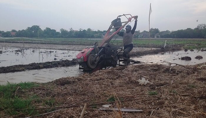 Seorang operator membawa pulang traktor ke rumah sehabis dioperasikan membajak sawah. (taryani)