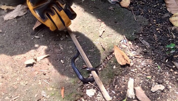 Salah satu ular cobra yang berhasil ditangkap anggota Damkar Kota Depok di kawasan Cilodong. (anton)