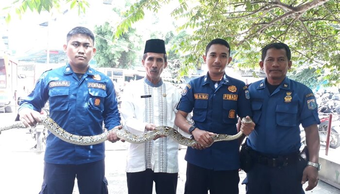 Ular sanca sepanjang kurang lebih 3 meter yang berhasil diamankan. (wandi)