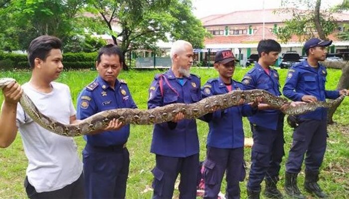 Ular sanca kembang yang berhasil ditangkap anggota Damkar Tangsel di perumahan Pamulang Indah, Pamulang. (anton)